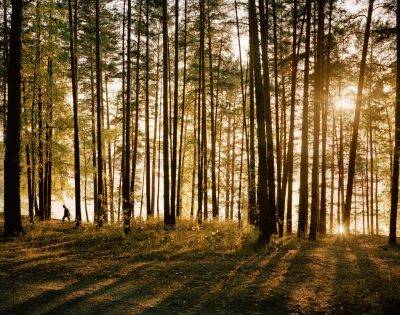 Woodland, Zheleznogorsk, Eastern Siberia, May 2005