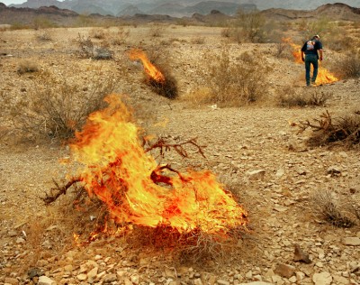 Burning Bushes, Winter Blast, Arizona, 2002